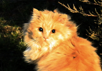 Испуг... / Котёнок, неожиданная встреча