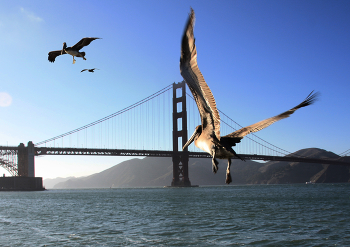 В поисках... / Пеликаны в Сан-Франциско...