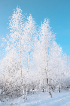 Белые березы / Туман и мороз одел деревья в зимние одежды.