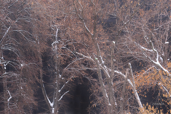 зимняя живопись / ветки зимних деревьев