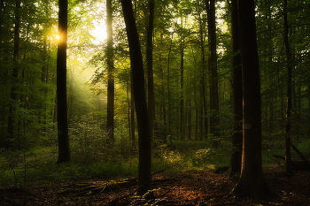 Утро .. / Утром в осеннем лесу .