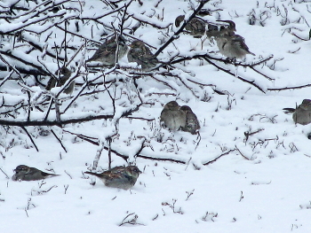 Воробушки... / Воробьи на снегу