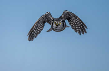 Northern Hawk Owl / Ястребиная сова (Surnia ulula), сова среднего размера, обитающая в тайге. Ястребиная сова ведет не ночной, а дневной образ жизни. Именно поэтому внешне она напоминает больше дневных хищных птиц, чем сов.
Питается мелкими грызунами. Часто встречается на вершине ели или мертвого дерева, осматривая окружающий ландшафт в поиске добычи.
=====
A bird of boreal forests, the Northern Hawk Owl behaves like a hawk but looks like an owl. Its oval body, yellow eyes, and round face enclosed by dark parentheses are distinctly owl. Its long tail and habit of perching atop solitary trees and hunting by daylight, though, are reminiscent of a hawk. It is a solitary bird that tends to stick to the boreal forest, but some winters it moves south into the northern United States, delighting birders near and far.