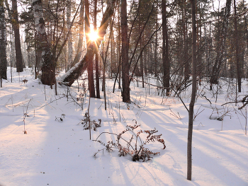 лесопарк, Ветлужанка / Лесопарк находится в городской черте, прогулка по лесопарку вдохновляет творческих людей.