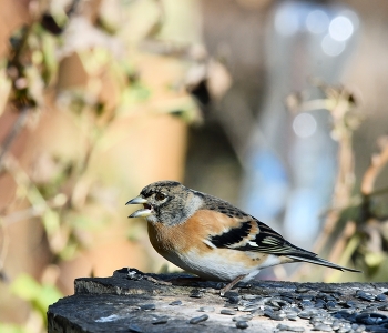 Вьюрок или юрок (Fringilla montifringilla) - Brambling / зима, птицы