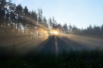 Восходящее....... / Петербург. Юкки. Июль