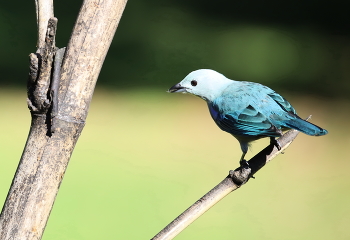 Голубая танагра (Коста-Рика) / ***