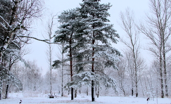 Природа зимой. / Зимой в парке.