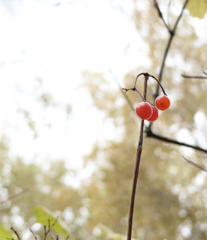 Запах осени / осенние прогулки по лесопарку