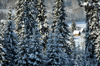 Лес вид домик в снегу / ***