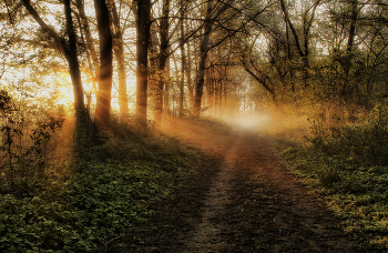 &nbsp; / В потоках солнечного света