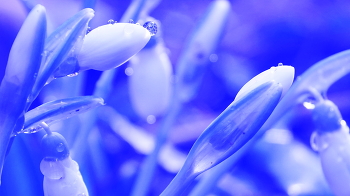 Первые подснежники,февраль 2922г / Нынешняя зима - мороз,оттепель,снег,дождь,или всё вместе. Непонятно,когда выбрались.Радуют...