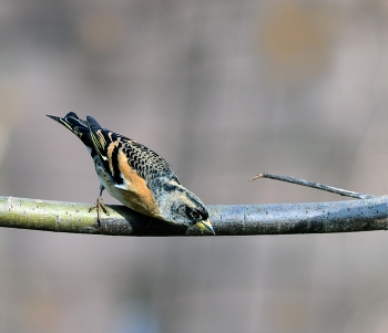 Вьюрок или юрок (Fringilla montifringilla) - Brambling / зима, птицы