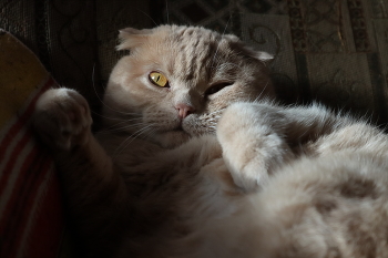 интересная поза кота / как то лежал кот в интересной позе и интересно падал свет на него из окна, как это не запечатлеть. Кота можно снимать даже на длиной выдержке, он не шевельнется , вот что значит профессиональная модель))))))

Canon eos m50
выдержка 1/100
диафрагма F7.1
ISO 1250
объектив кит 15-45