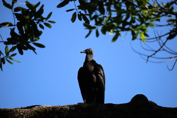 Гриф. Коста-Рика / ***