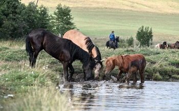 В жаркий день / Купание коней