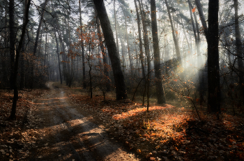 По лесной дороге осеннего леса / Осень 2021