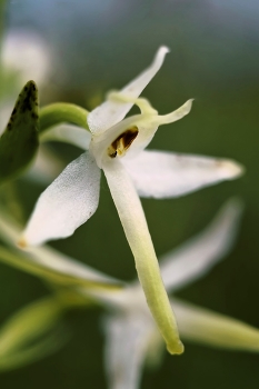 Цветок любки / Любка двулистная - это растение из семейства Орхидных. Дикорастущая орхидея средней полосы России.