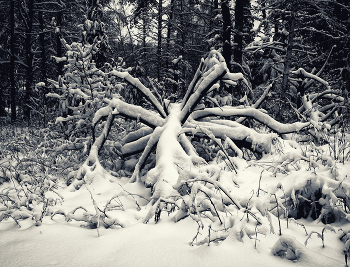 Паук зимний, лесной. / ...