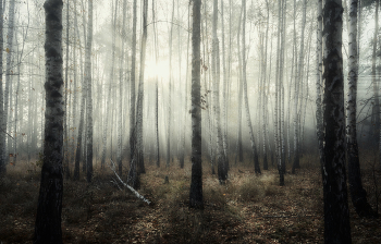 Туман в березовом лесу / Осень 2021