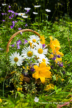 Корзинка с ромашками и лилейниками / цветы в корзинке