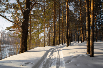 Зимний пейзаж. / Зимний лес