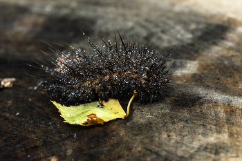 &nbsp; / Медведица Крапивная (Spilosoma urticae Esp.). Гусеница..