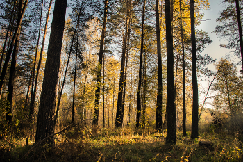 &nbsp; / Лес в конце сентября