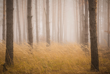 Атмосфера туманного леса / утренний лес