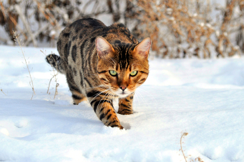 Миасскй хищник. Недобрые намерения / Кажется пора тикать...