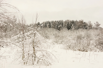 Заснеженная опушка. / У леса после снегопада.