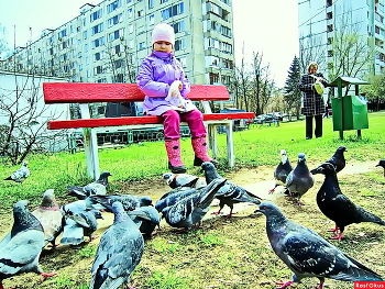 Гули - гули / В Москве очень много голубей. Поесть хочет каждый - после тяжёлой зимы необходимо восстановить силы. Дети и бабушки успешно справляются с этой задачей!
