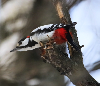 Вижу цель / Большой Пестрый Дятел