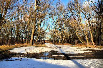 дорога ведет к весне / зима весна снег деревья дорога солнце природа