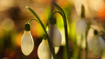 Весна в феврале / Очень хороши подснежники под коротким утренним солнцем