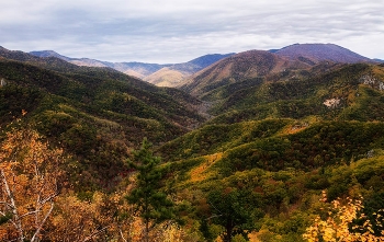тайга / Осень в Приморской тайге.