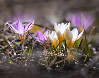 Крокусы в степи / Крокус, или шафран. На Ставрополье весна уже наступила!
Февраль, 2022 год.
Из фотопроекта «Открывая Ставрополье».