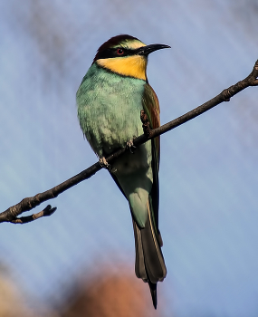 Bienenfresser - Щурка / ***