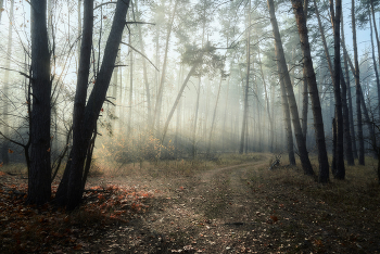 Утром в осеннем лесу / Осень 2021