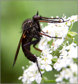Комар. / Что не говорите, а сладкого хочется всем.