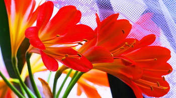 Кливия / Комнатные цветы родом из Южной Африки. Листья лентовидные,красиво изогнутые.Цветки-соцветия на стрелках,цветение продолжительное.