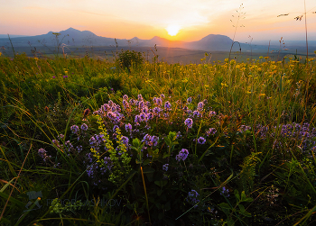 Цветущий чабрец / Запах чабреца - это дыхание степи. Кто родился в степи, будет помнить этот запах всю жизнь. 
Закат в Кавминводах. Предгорный район. 
Из фотопроекта «Открывая Старополье».