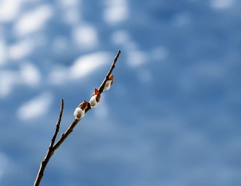 Вот и снова весна... / Вот и снова весна,
Снова странное в сердце томленье…
После зимнего сна
Мир с улыбкой приходит в движенье:
