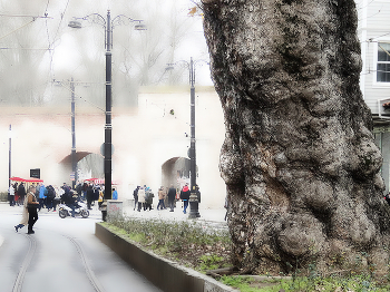 Древность на новом фоне / 1000-летнее дерево на одной из улиц Стамбула