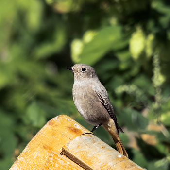 &nbsp; / Обыкновенная, или Садовая горихвостка (Phoenicurus phoenicurus)