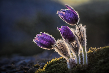 &nbsp; / Pulsatilla - Trio