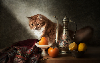 Кот и хурма / Натюрморт с рыжим котом