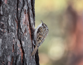 пищуха.. / мелкая, шустрая птаха.. жёсткие хвостовые перья помогают взбираться вверх по стволам деревьев.