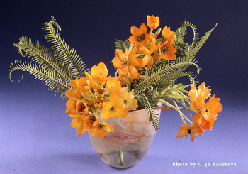 &nbsp; / цветы, букет