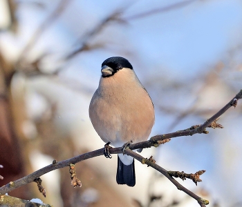 Снегирь / весна, птицы